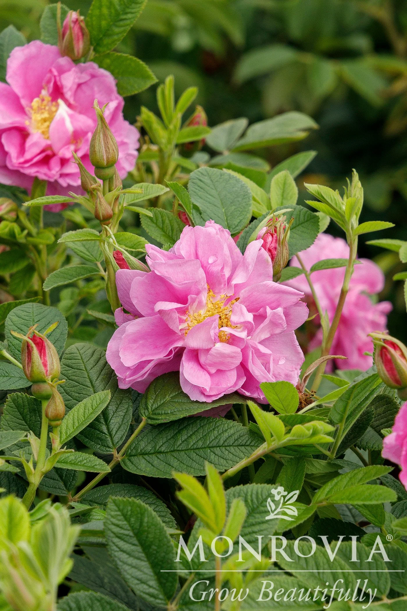 Rugosa Roses — Sunnyside Nursery